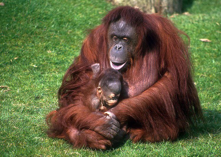 Gambar Bunga Mawar Hutan Gambar C Gambar Bunga Mawar Hutan Gambar C